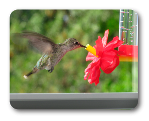 Birds - Nectar Defender - Hummingbird Feeder Fresh