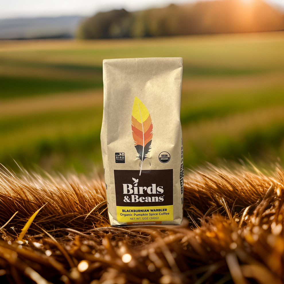 Bird-Friendly Coffee - Blackburnian Warbler - Organic Pumpkin Spice Coffee  - Whole Bean (12 oz) - LIMITED EDITION
