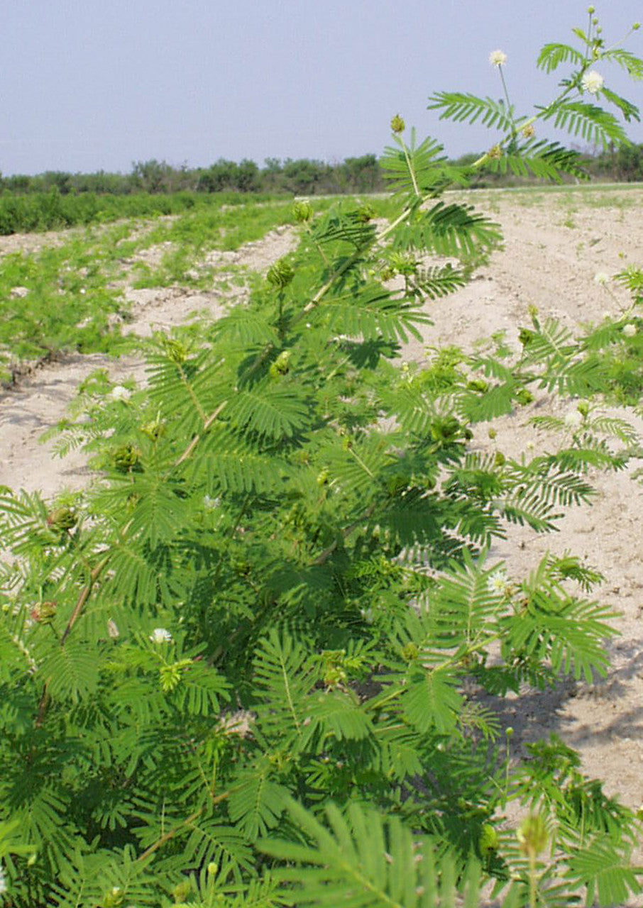 Plants for Birds - Illinois Bundleflower - Small Pack (Native American Seed)