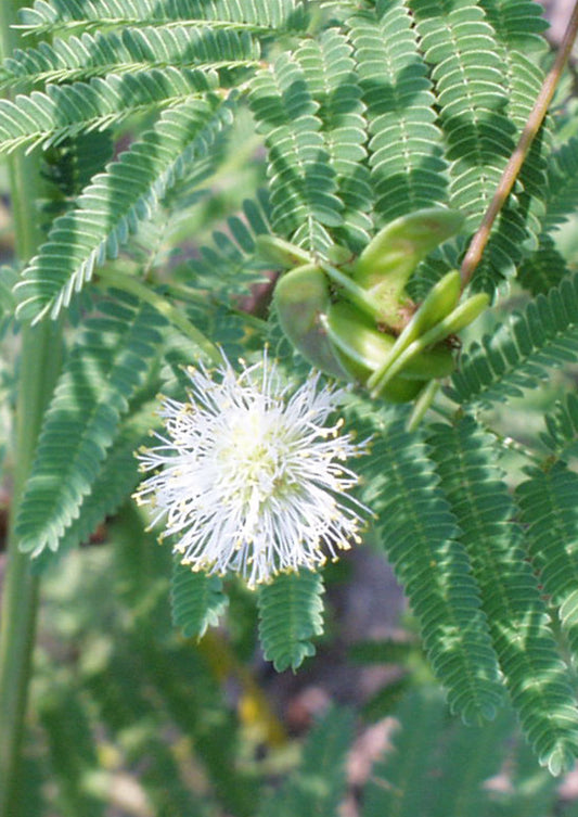 Plants for Birds - Illinois Bundleflower - Small Pack (Native American Seed)