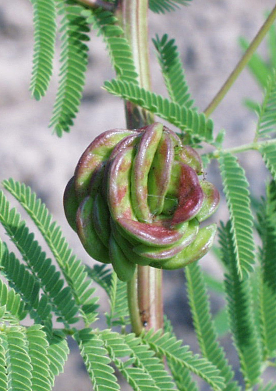 Plants for Birds - Illinois Bundleflower - Small Pack (Native American Seed)