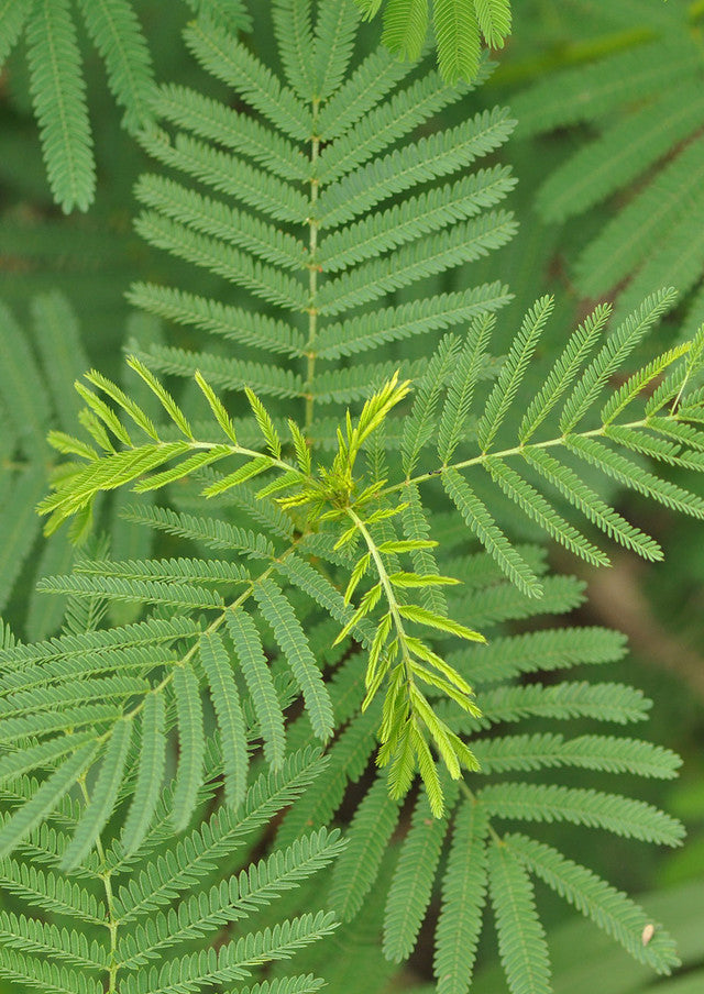 Plants for Birds - Illinois Bundleflower - Small Pack (Native American Seed)