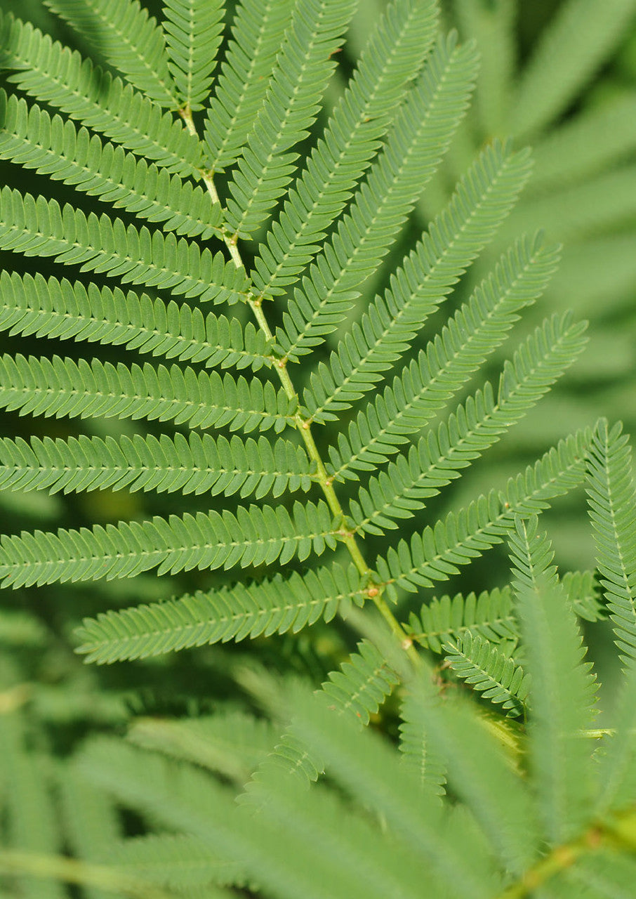 Plants for Birds - Illinois Bundleflower - Small Pack (Native American Seed)