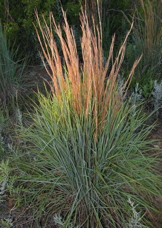 Plants for Birds - Little Bluestem - Large Pack (Native American Seed)