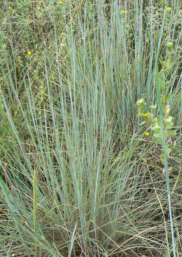 Plants for Birds - Little Bluestem - Large Pack (Native American Seed)