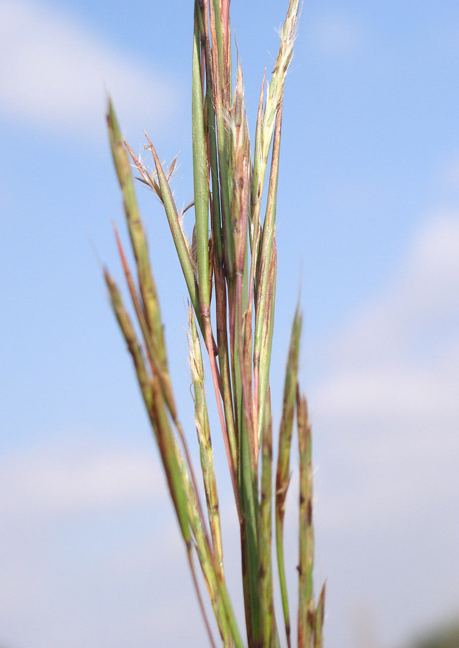 Plants for Birds - Little Bluestem - Large Pack (Native American Seed)