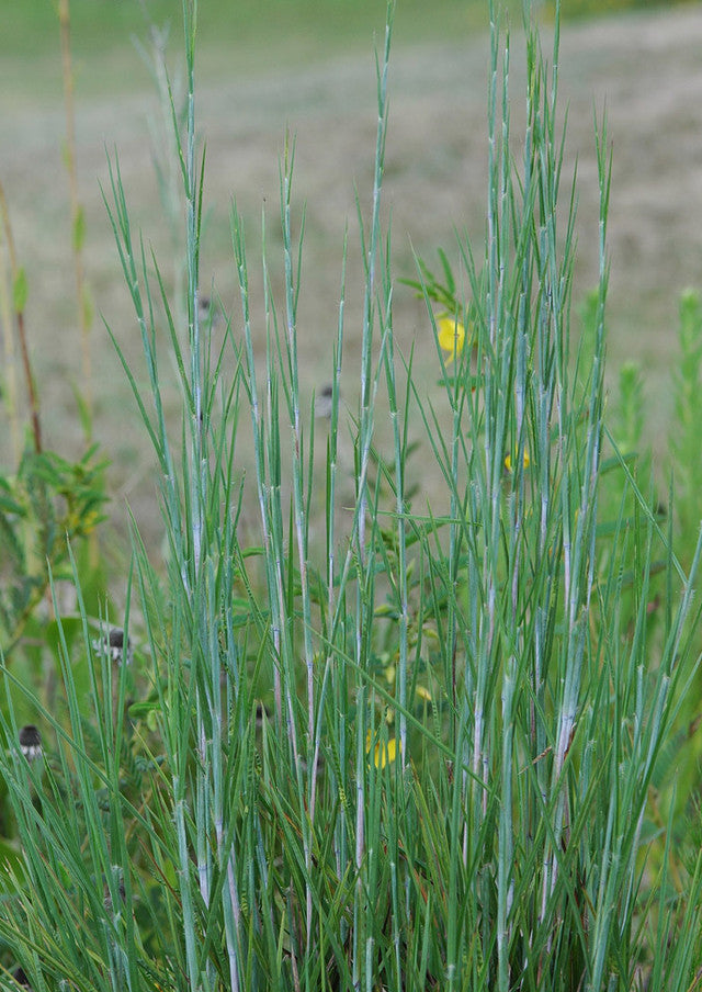 Plants for Birds - Little Bluestem - Large Pack (Native American Seed)