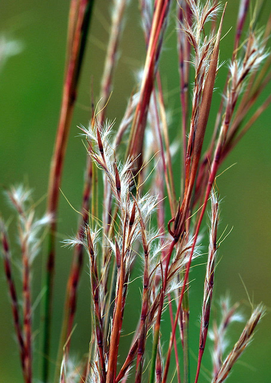 Plants for Birds - Little Bluestem - Large Pack (Native American Seed)
