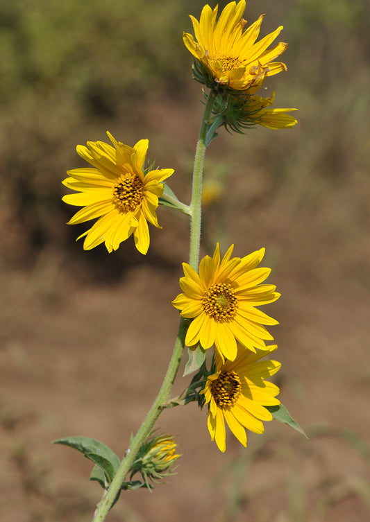 Plants for Birds - Maximilian Sunflower  - Small Pack (Native American Seed)