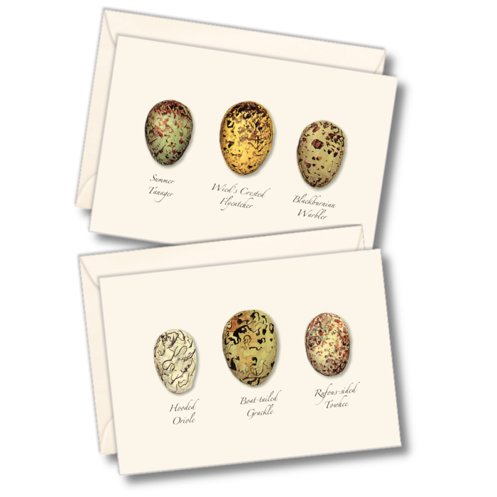 Paper - Boxed Notecards - Bird Egg Assortment II (Earth Sky + Water)