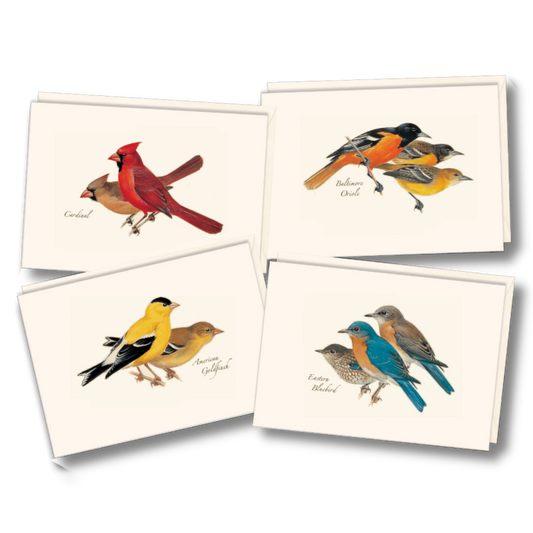 Paper - Boxed Notecards - Backyard Birds