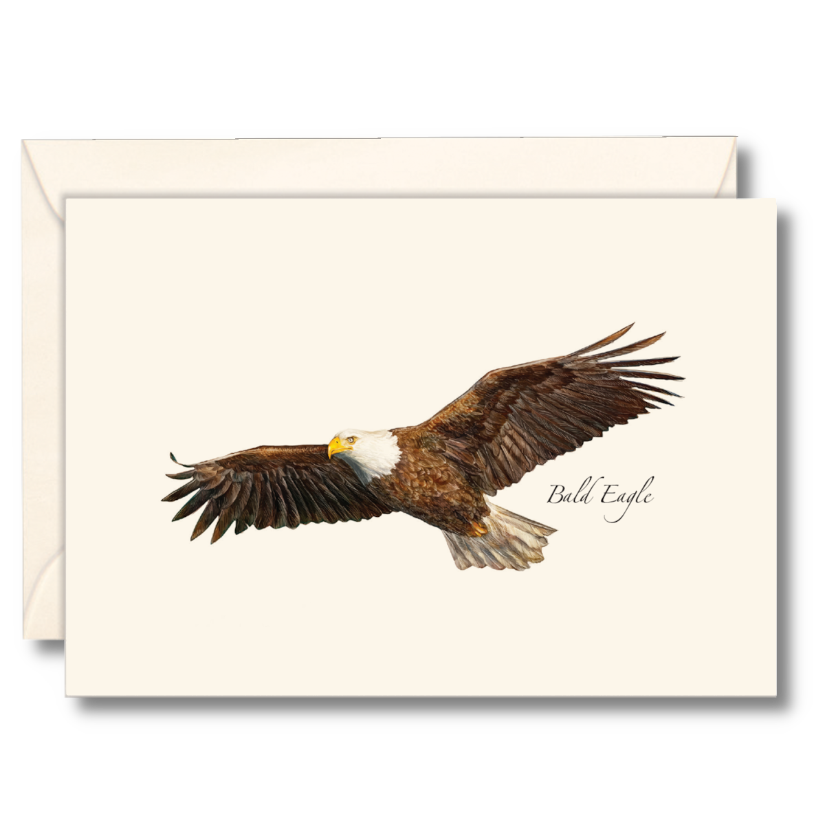 Paper - Boxed Notecards - Bald Eagle (Earth Sky + Water)