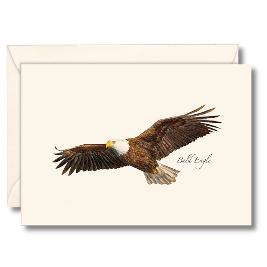 Paper - Boxed Notecards - Bald Eagle (Earth Sky + Water)