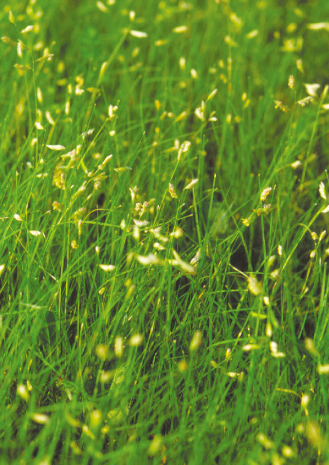 Plants for Birds - Native Sun Turf - Large Pack (Native American Seed)