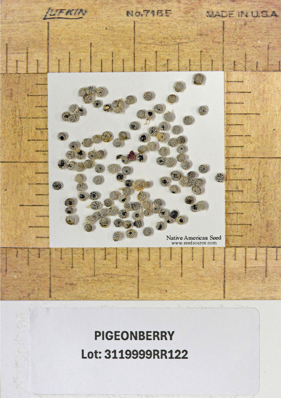 Plants for Birds - Pigeonberry - Small Pack (Native American Seed)