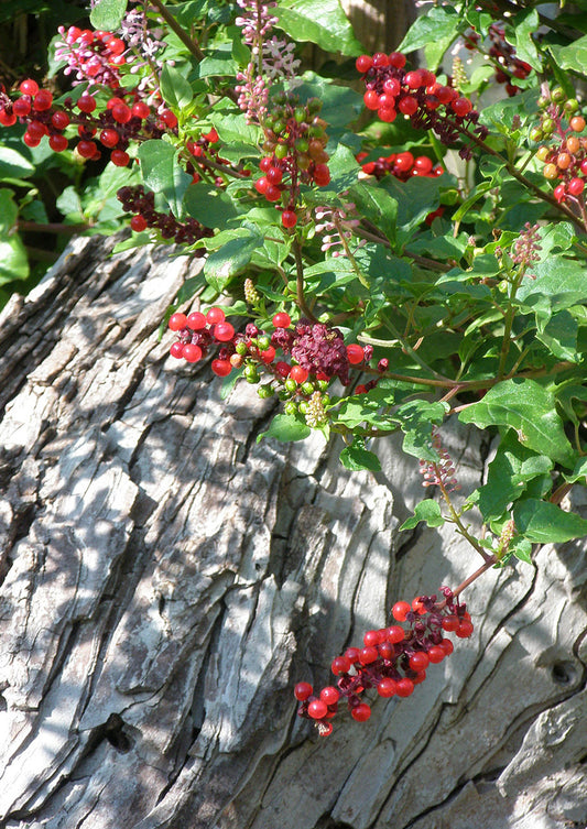 Plants for Birds - Pigeonberry - Small Pack (Native American Seed)