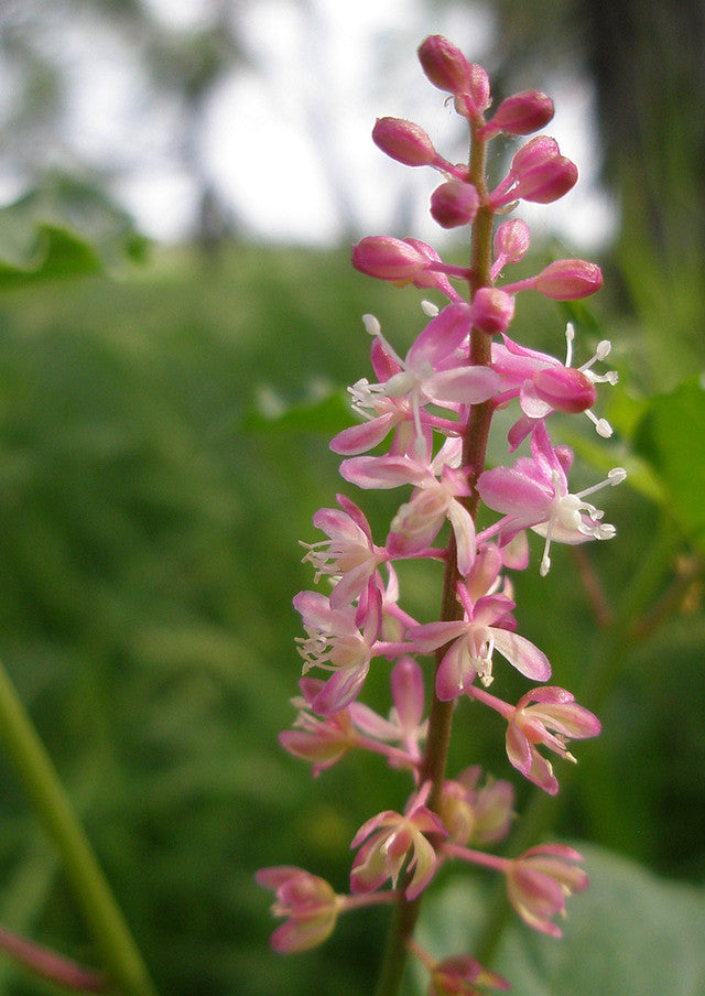 Plants for Birds - Pigeonberry - Small Pack (Native American Seed)