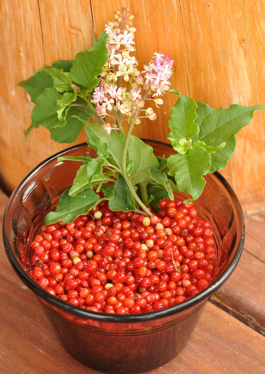 Plants for Birds - Pigeonberry - Small Pack (Native American Seed)