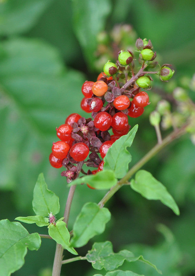 Plants for Birds - Pigeonberry - Small Pack (Native American Seed)