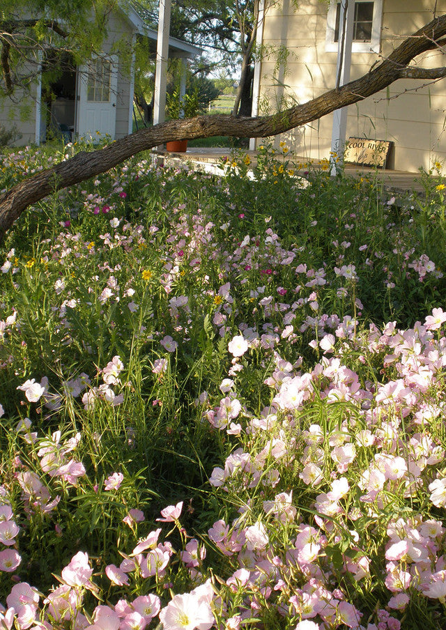 Plants for Birds - Pink Evening Primrose - Small Pack (Native American Seed)