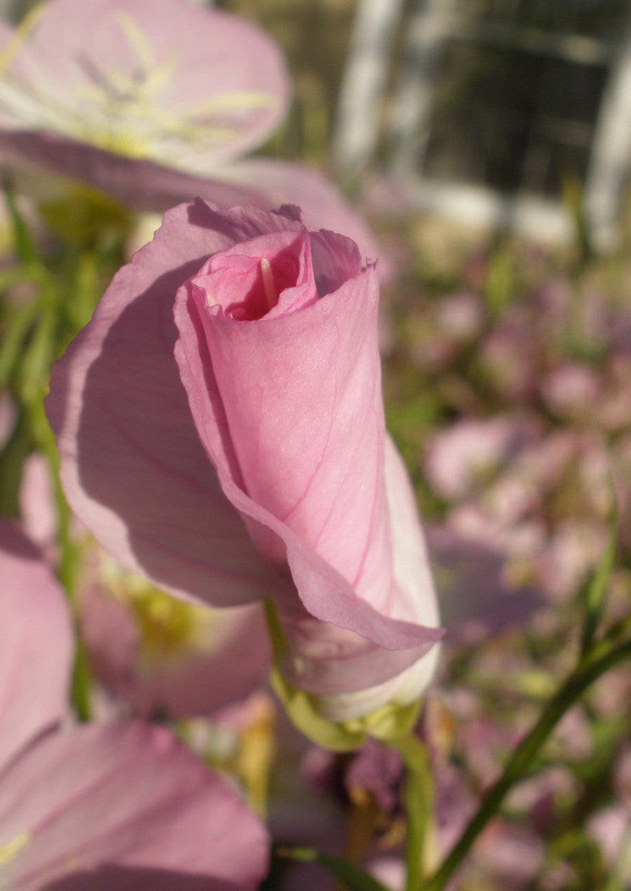 Plants for Birds - Pink Evening Primrose - Small Pack (Native American Seed)