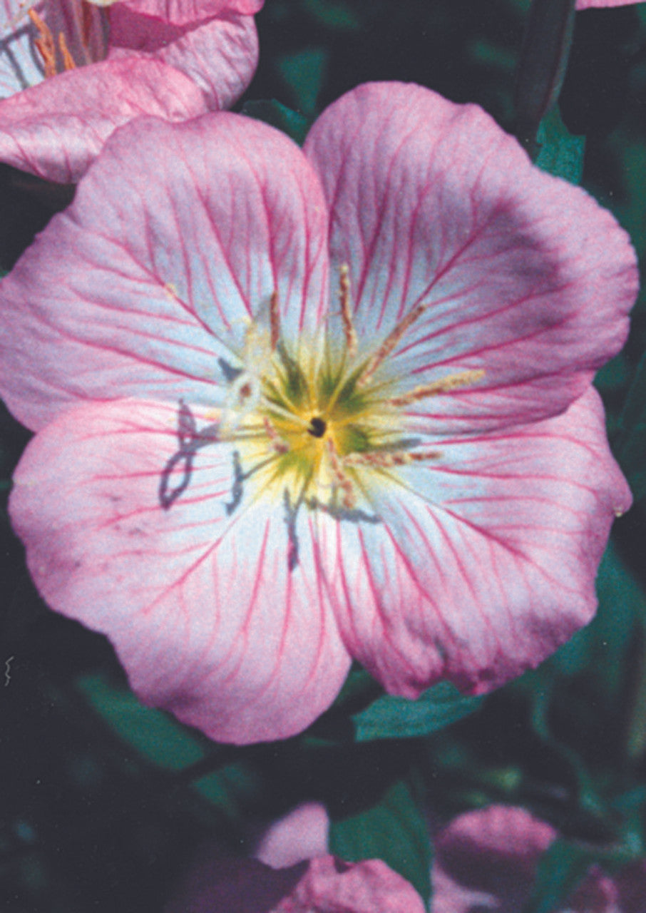 Plants for Birds - Pink Evening Primrose - Small Pack (Native American Seed)