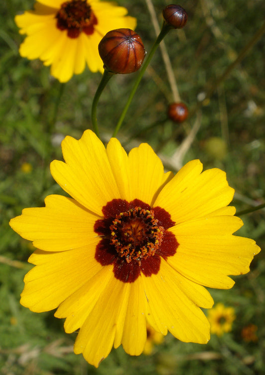 Plants for Birds - Plains Coreopsis - Small Pack (Native American Seed)