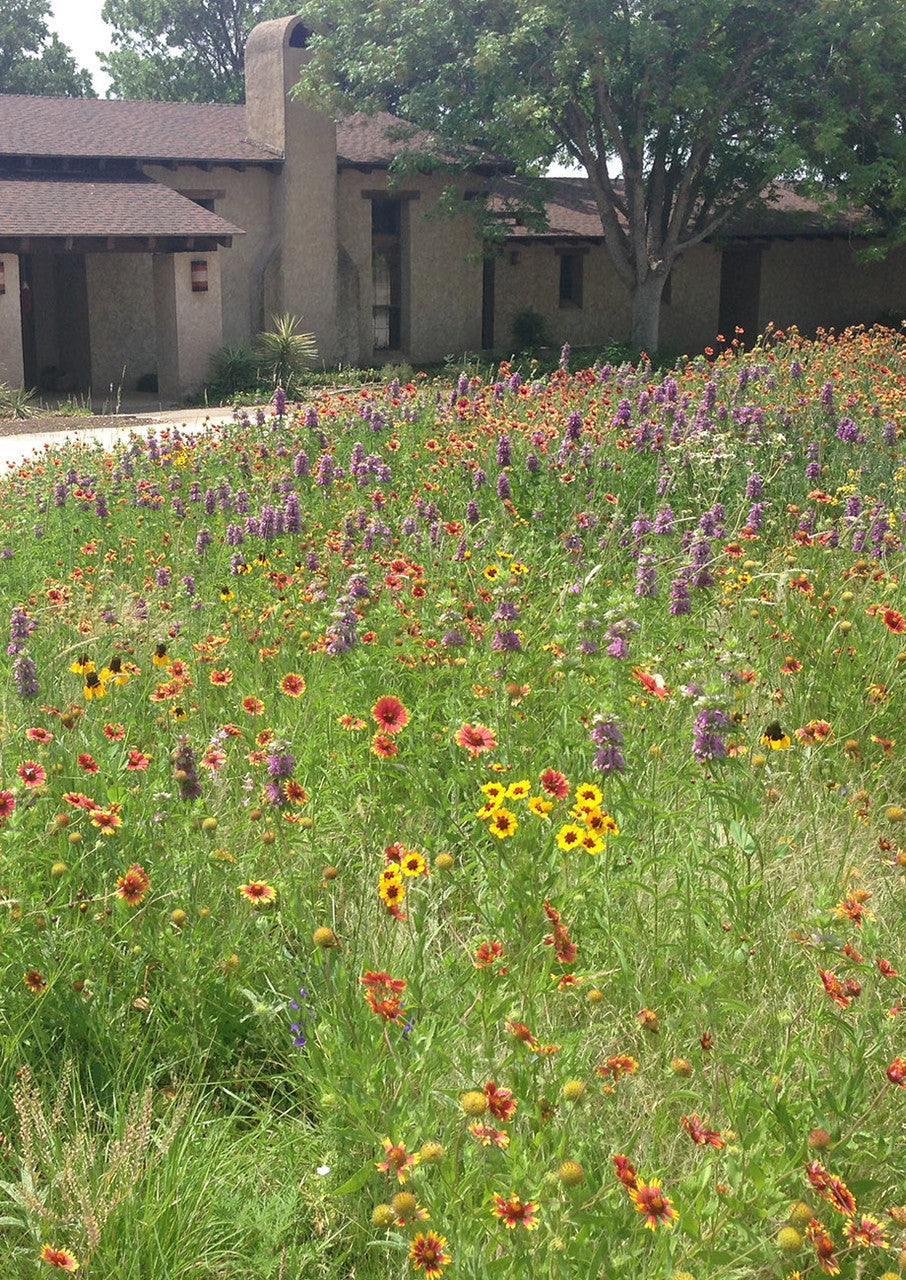 Plants for Birds - Pollinator Essentials Mix - Small Pack (Native American Seed)