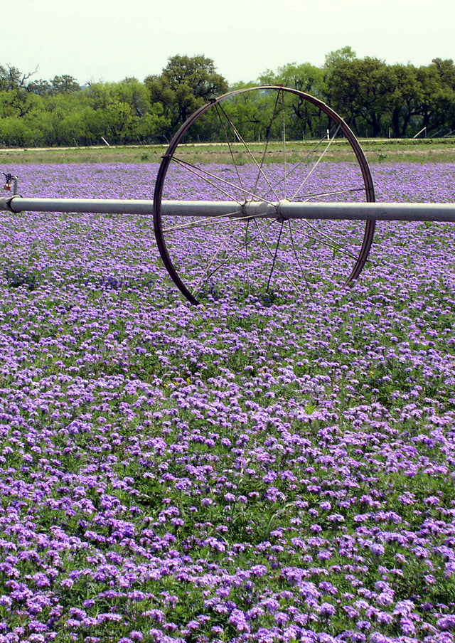 Plants for Birds - Prairie Verbena - Small Pack (Native American Seed)