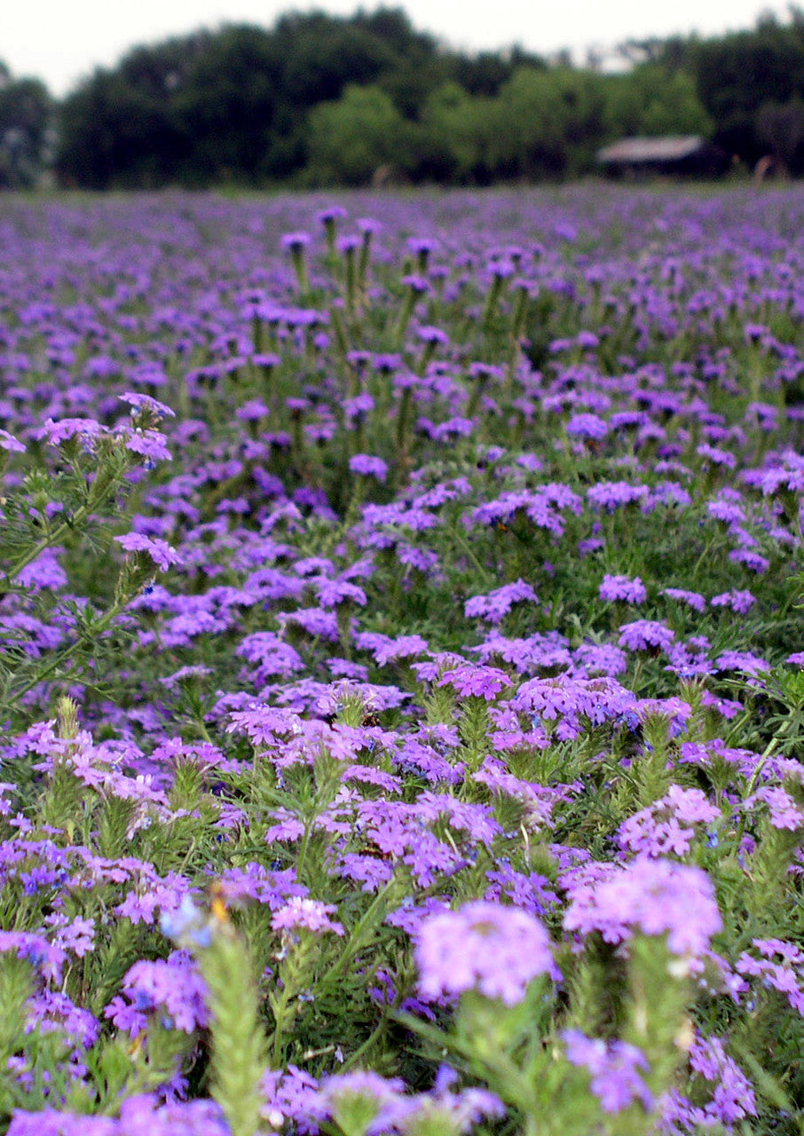 Plants for Birds - Prairie Verbena - Small Pack (Native American Seed)