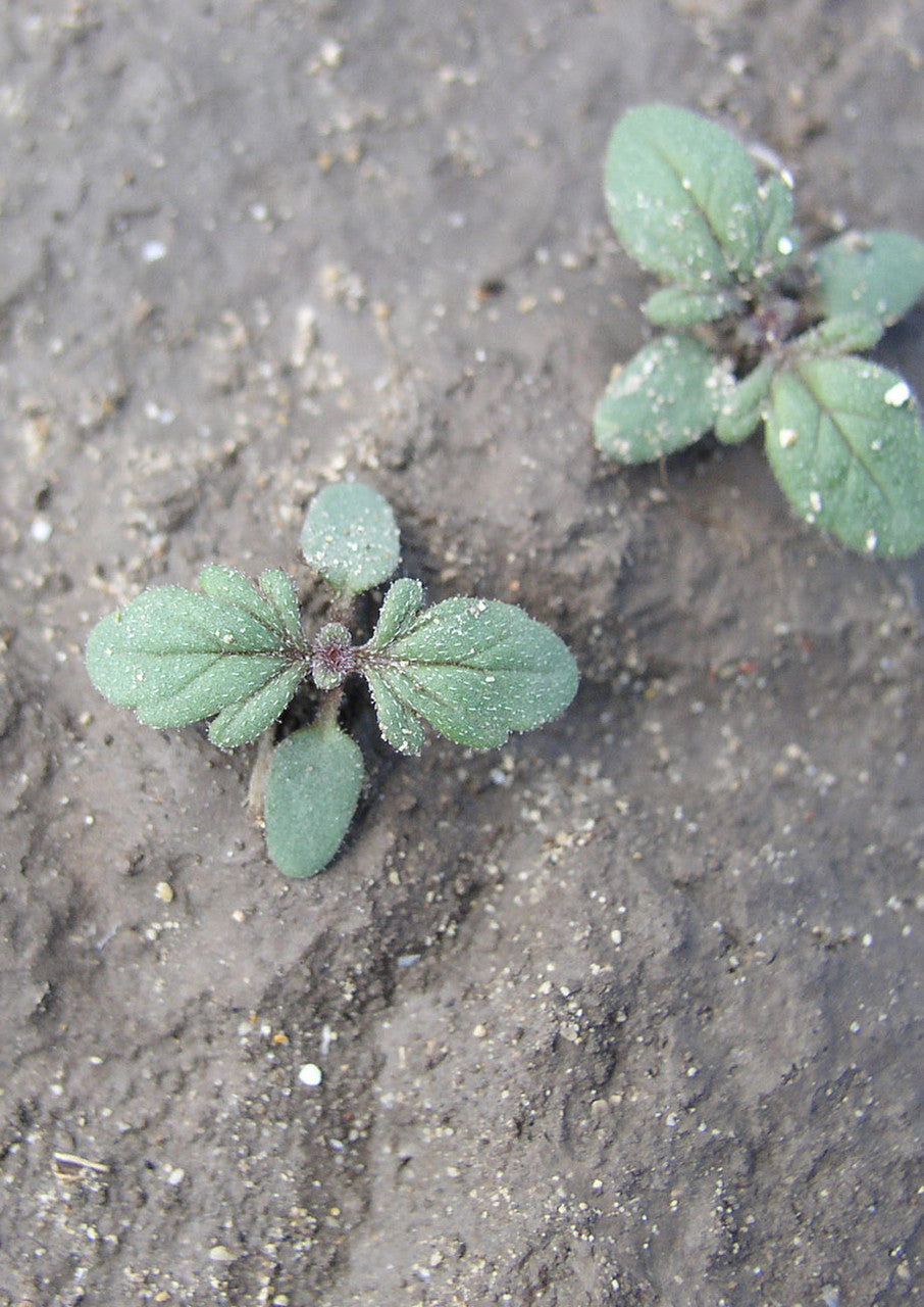 Plants for Birds - Prairie Verbena - Small Pack (Native American Seed)