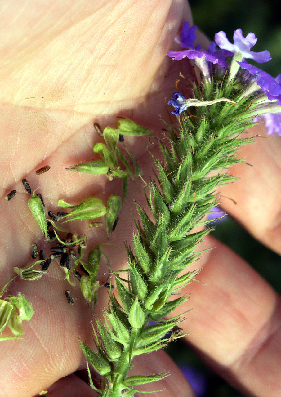 Plants for Birds - Prairie Verbena - Small Pack (Native American Seed)