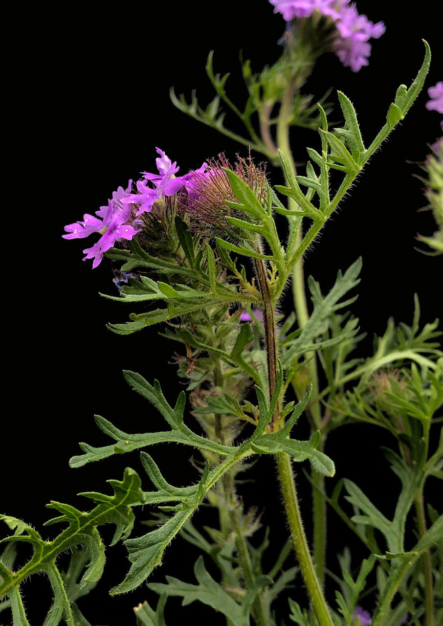 Plants for Birds - Prairie Verbena - Small Pack (Native American Seed)