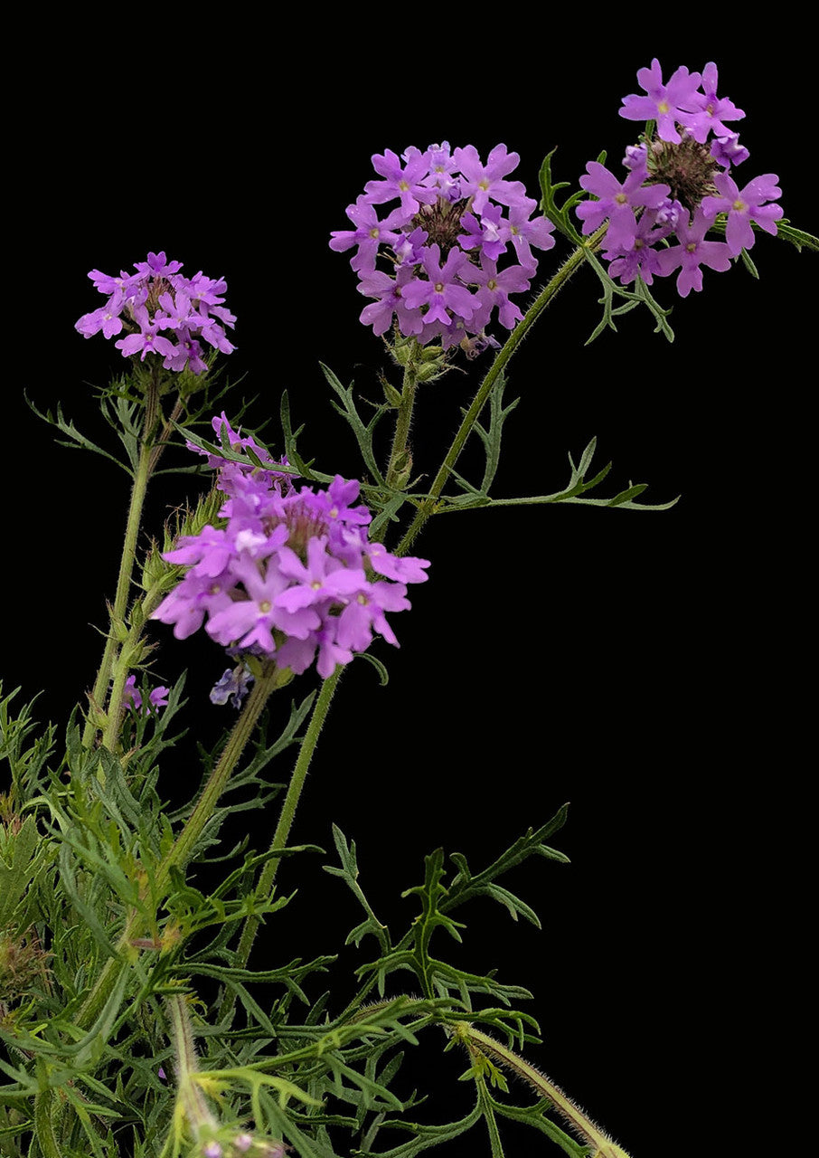 Plants for Birds - Prairie Verbena - Small Pack (Native American Seed)