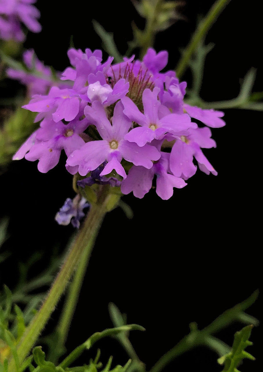 Plants for Birds - Prairie Verbena - Small Pack (Native American Seed)