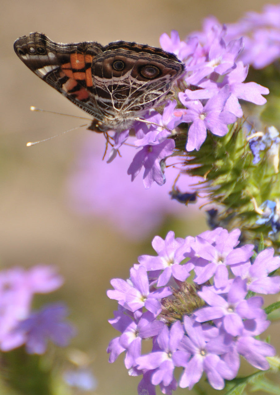 Plants for Birds - Prairie Verbena - Small Pack (Native American Seed)