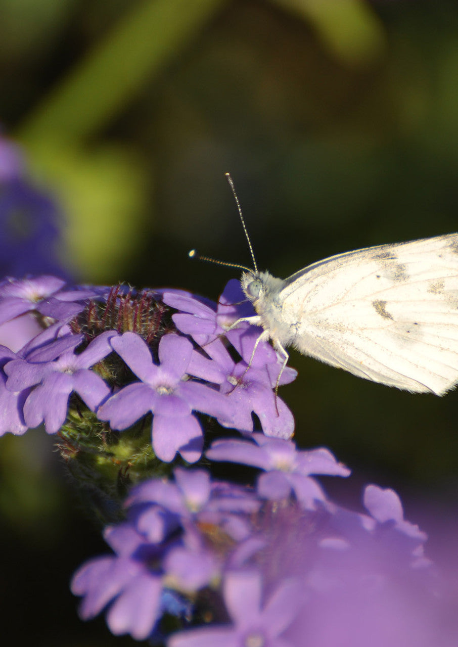 Plants for Birds - Prairie Verbena - Small Pack (Native American Seed)