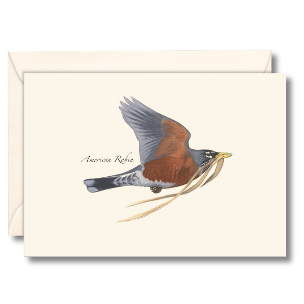 Paper - Boxed Notecards - Robin in Flight (Earth Sky + Water)