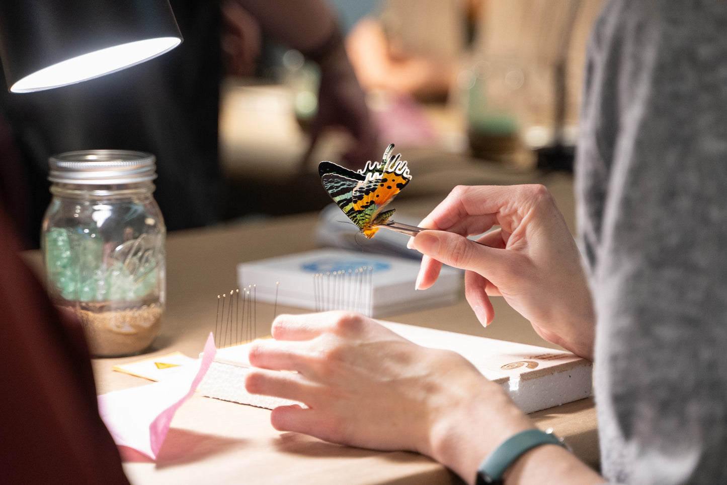 Entomology STEM Pinning Kit - Comprehensive Insect Preservation Kit