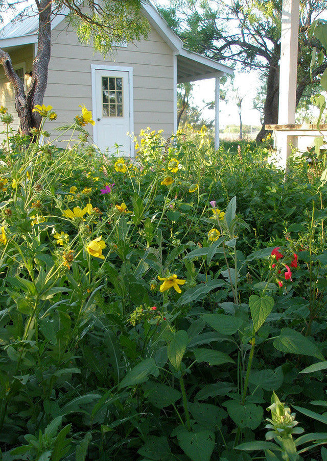 Plants for Birds - Shade-Friendly Wildflower Mix - Small Pack (Native American Seed)