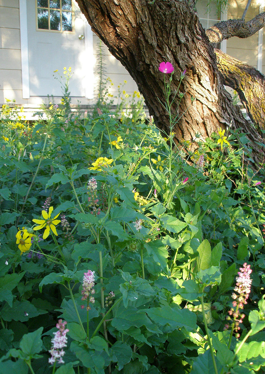 Plants for Birds - Shade-Friendly Wildflower Mix - Small Pack (Native American Seed)