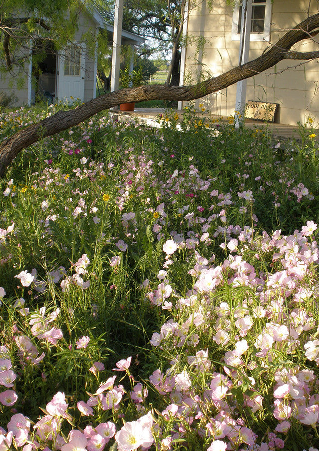 Plants for Birds - Shade-Friendly Wildflower Mix - Small Pack (Native American Seed)