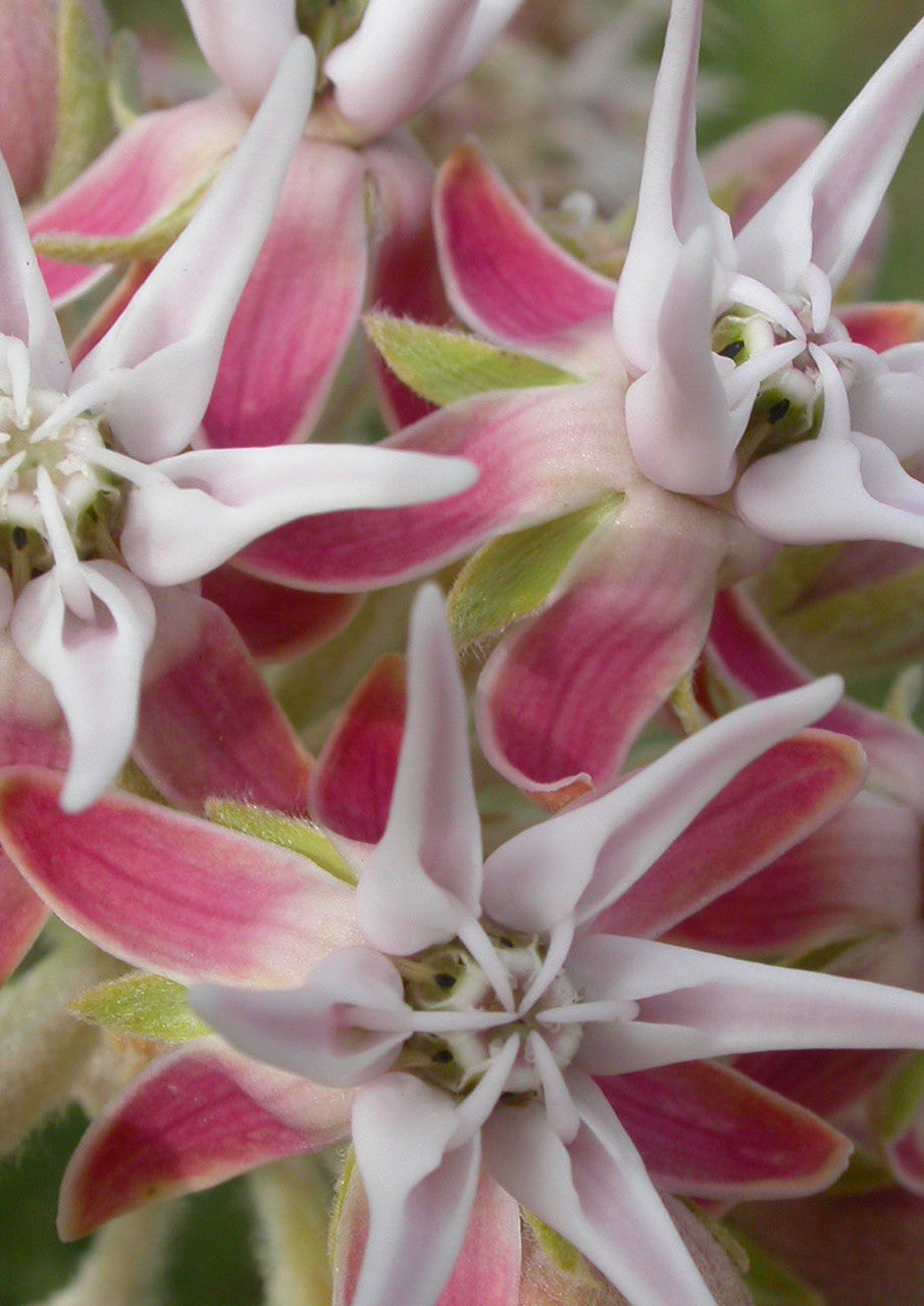 Plants for Birds - Showy Milkweed - Small Pack (Native American Seed)