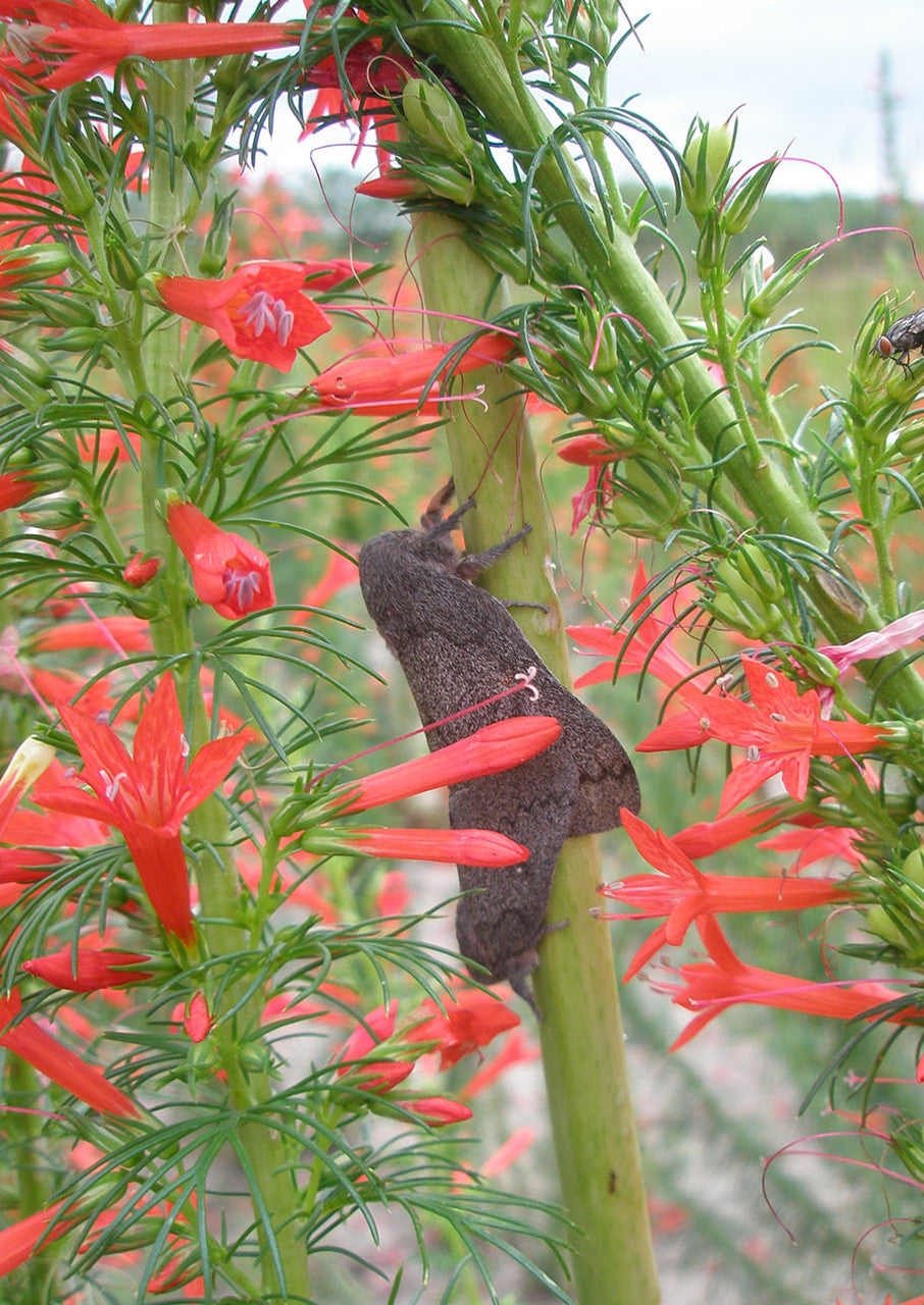 Plants for Birds - Standing Cypress - Small Pack (Native American Seed)