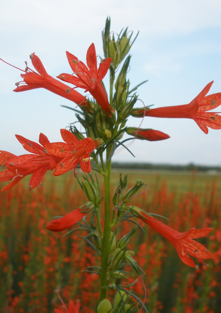 Plants for Birds - Standing Cypress - Small Pack (Native American Seed)