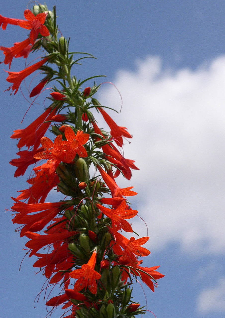 Plants for Birds - Standing Cypress - Small Pack (Native American Seed)