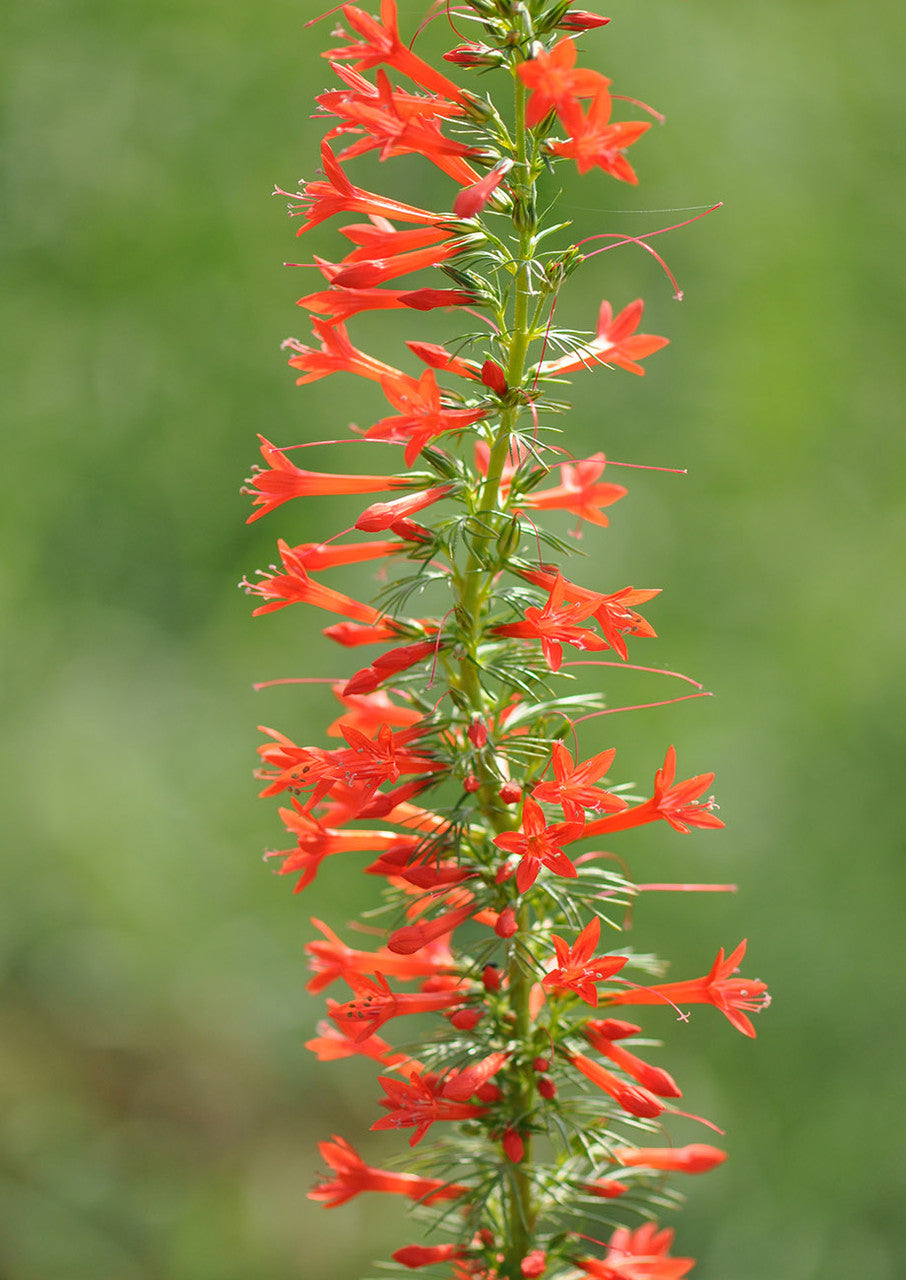 Plants for Birds - Standing Cypress - Small Pack (Native American Seed)