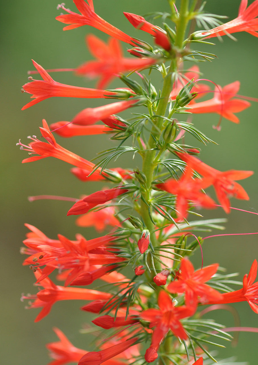 Plants for Birds - Standing Cypress - Small Pack (Native American Seed)