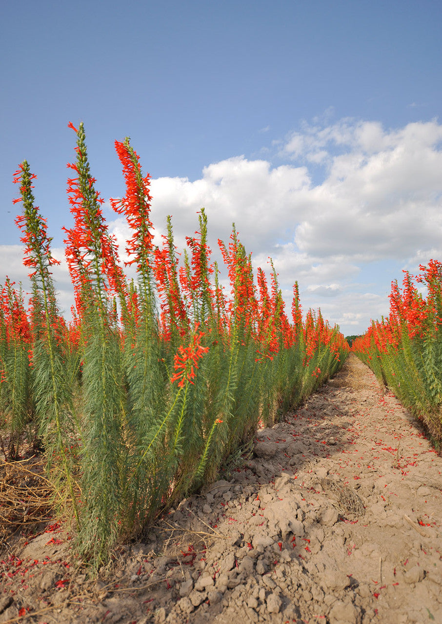 Plants for Birds - Standing Cypress - Small Pack (Native American Seed)