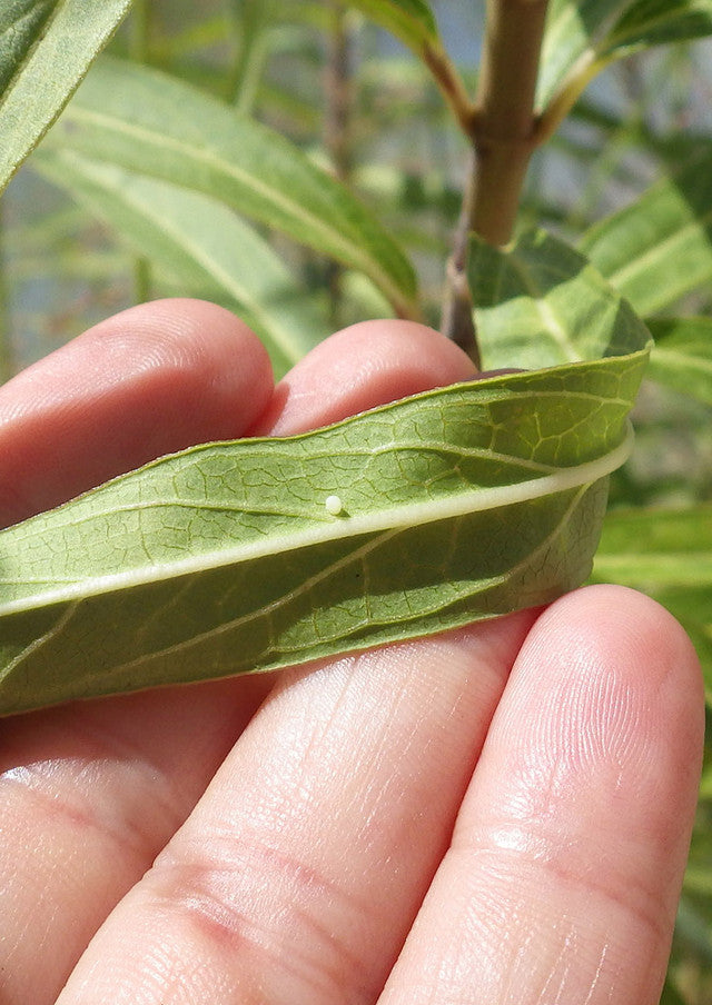 Plants for Birds - Swamp "Rose" Milkweed - Small Pack (Native American Seed)